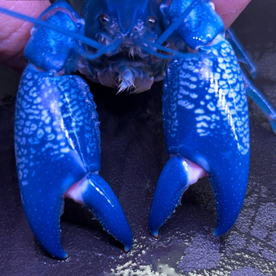 小旭玩鱼虾