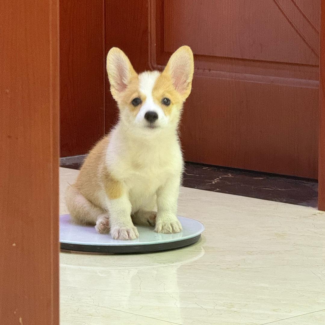 安稳
