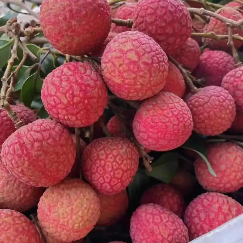 荔枝明日达