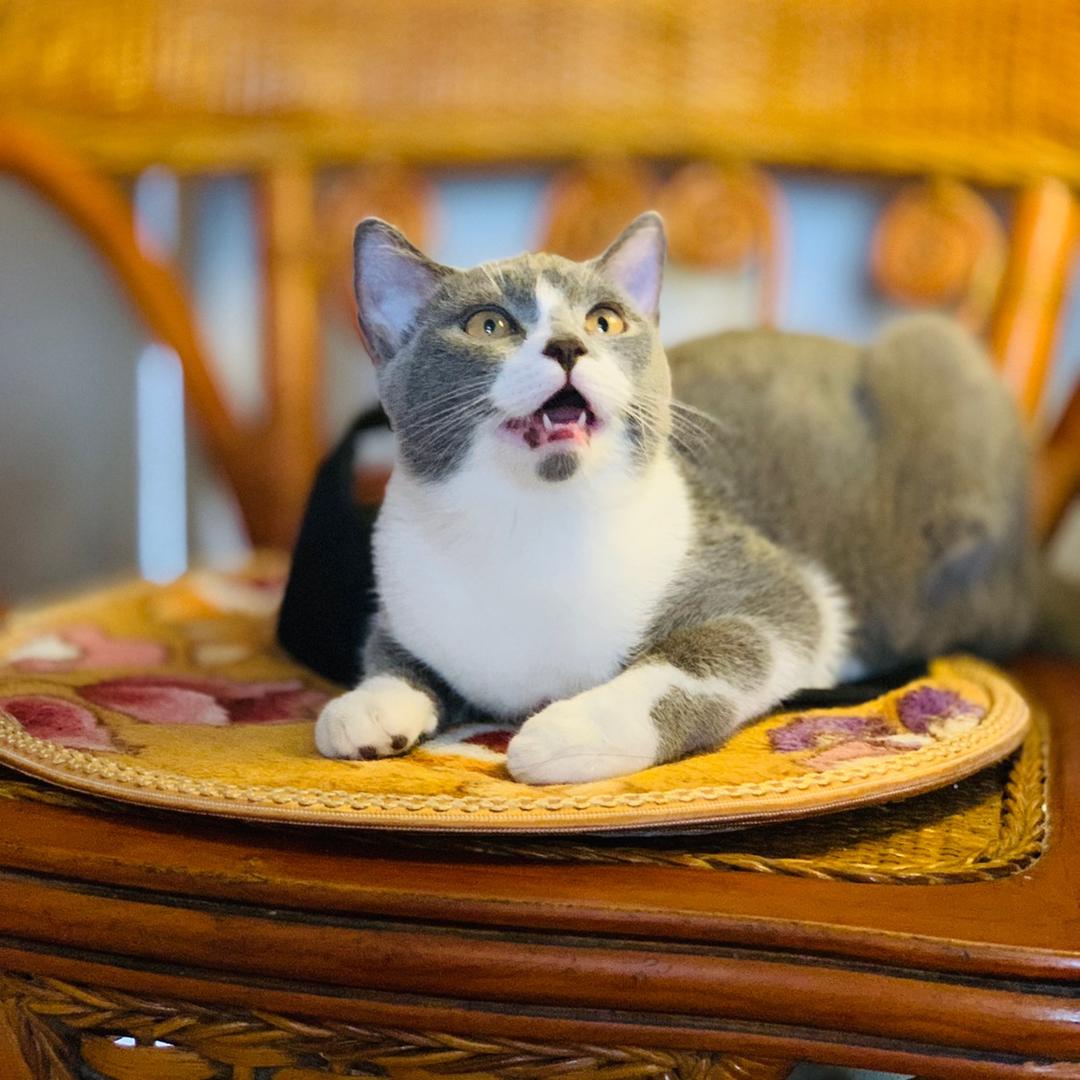 小奶糕🌸是只🐱