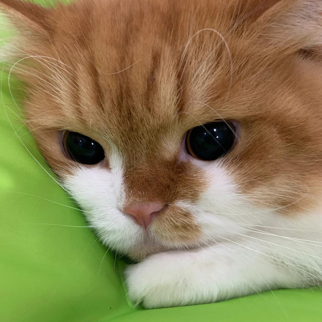 饼饼