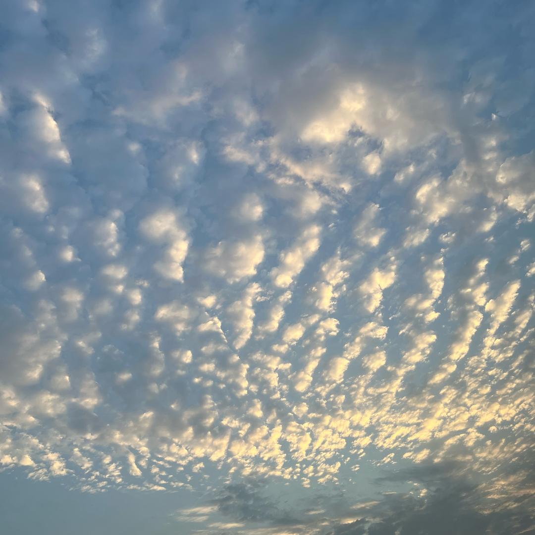 闪氏清真牛羊肉