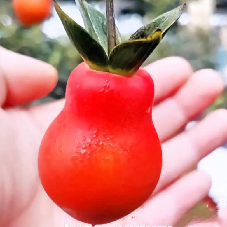 植溢小院