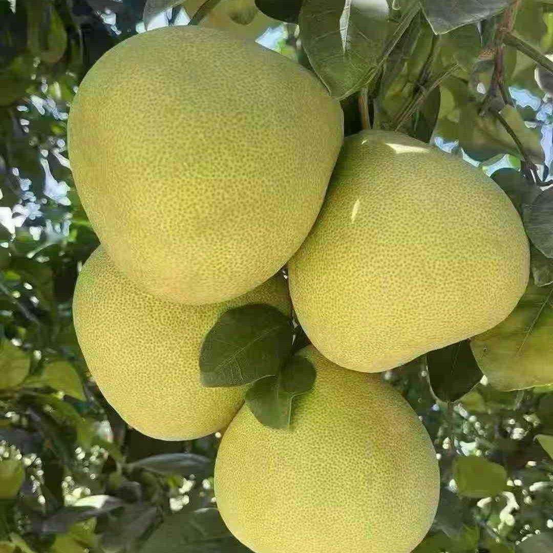 我是大嫂文旦柚优选