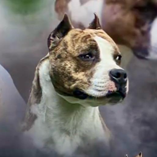 牛牛斯塔福犬