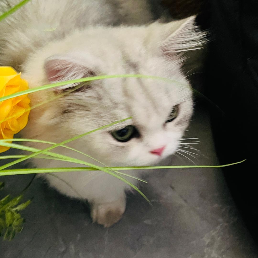 喵喵酱❤️‍🔥