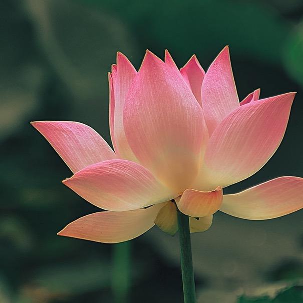 仟抚百货