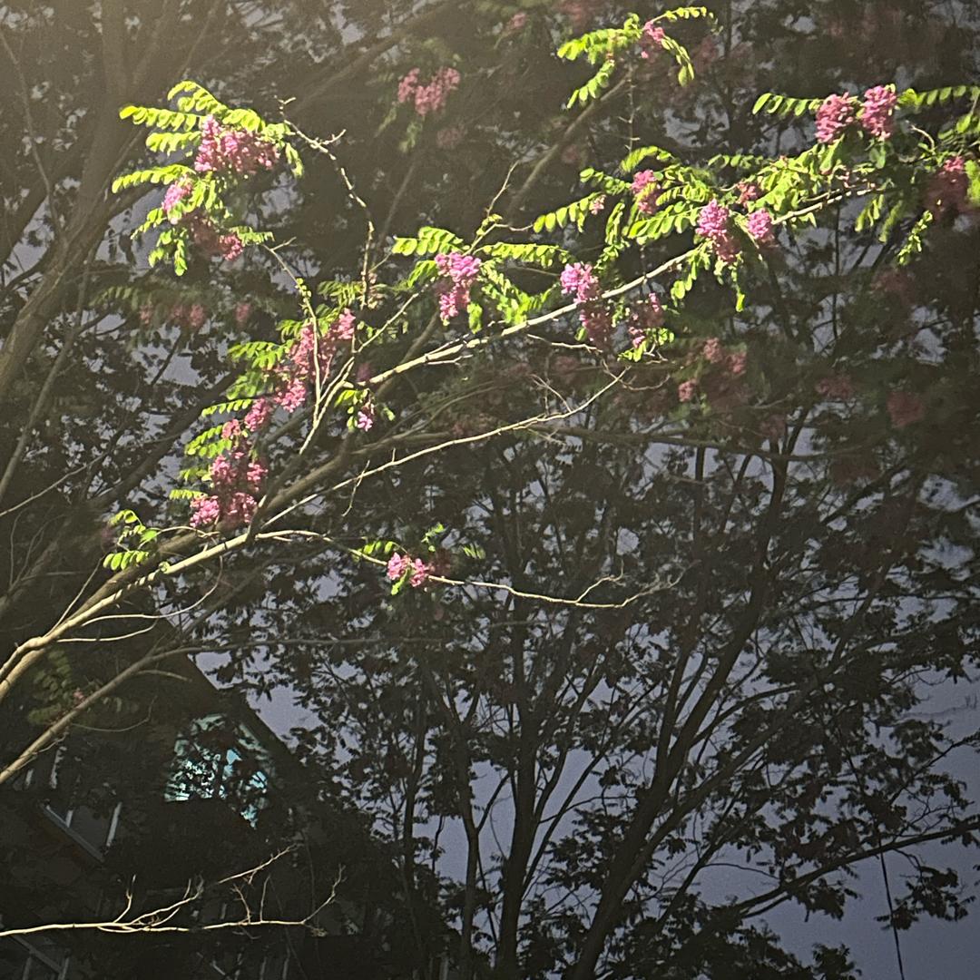 来了个啵＾3＾