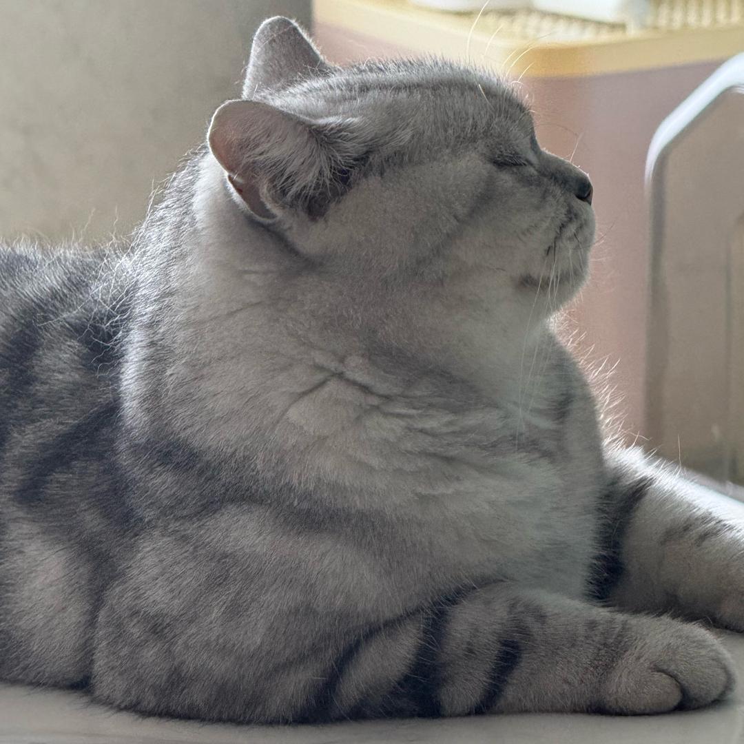 小虎