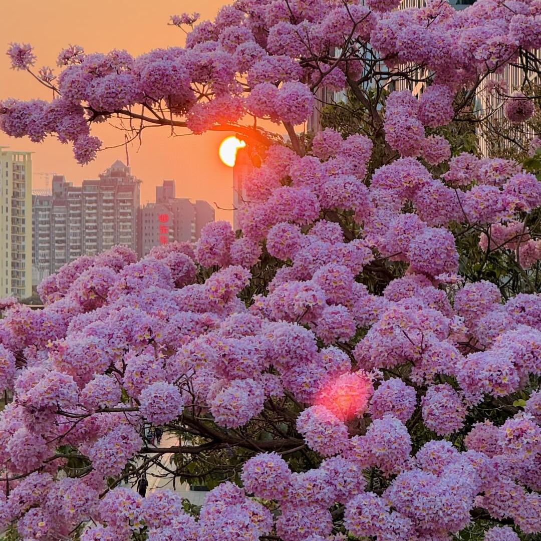 华南苗木种植基地