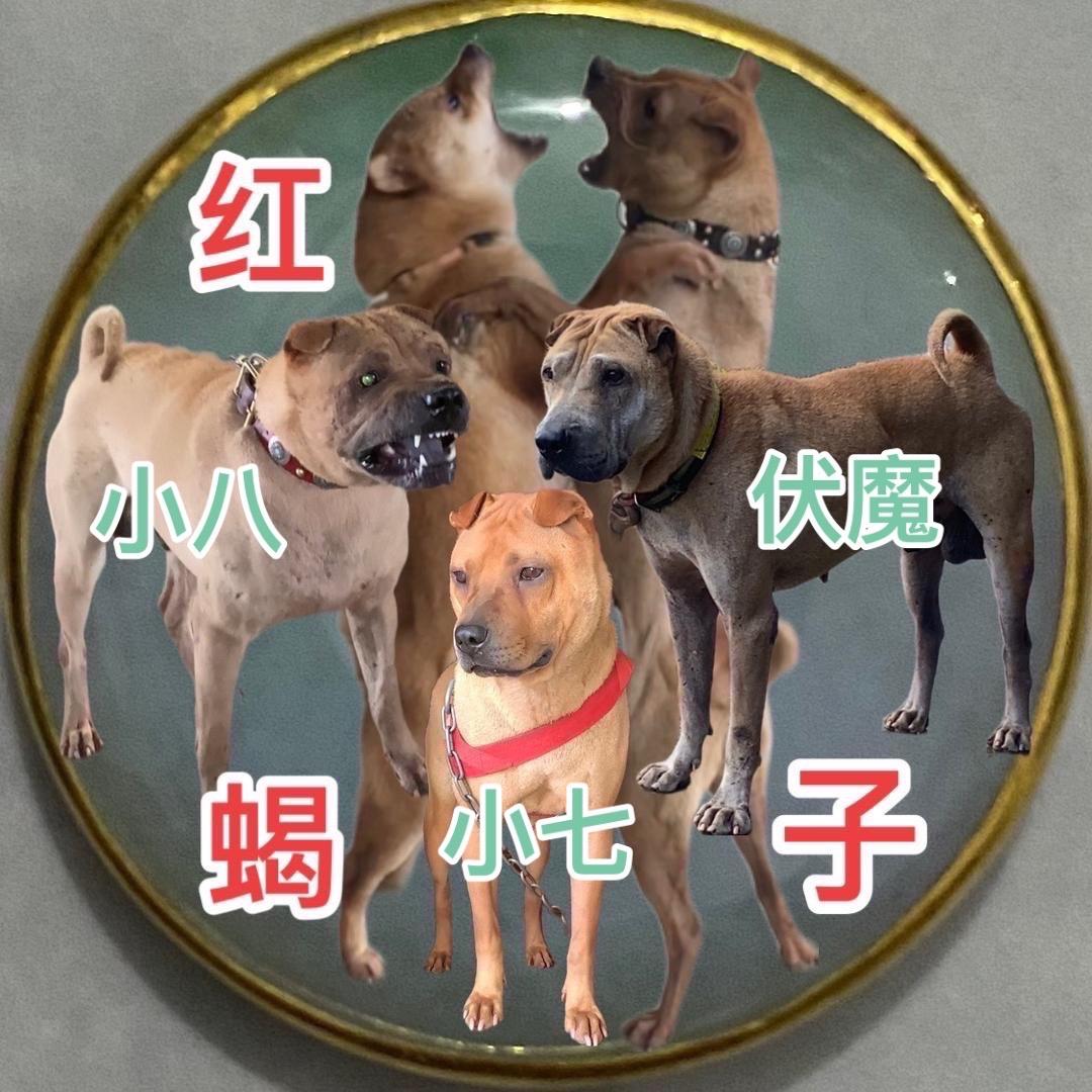 🦂️红蝎子🦂️