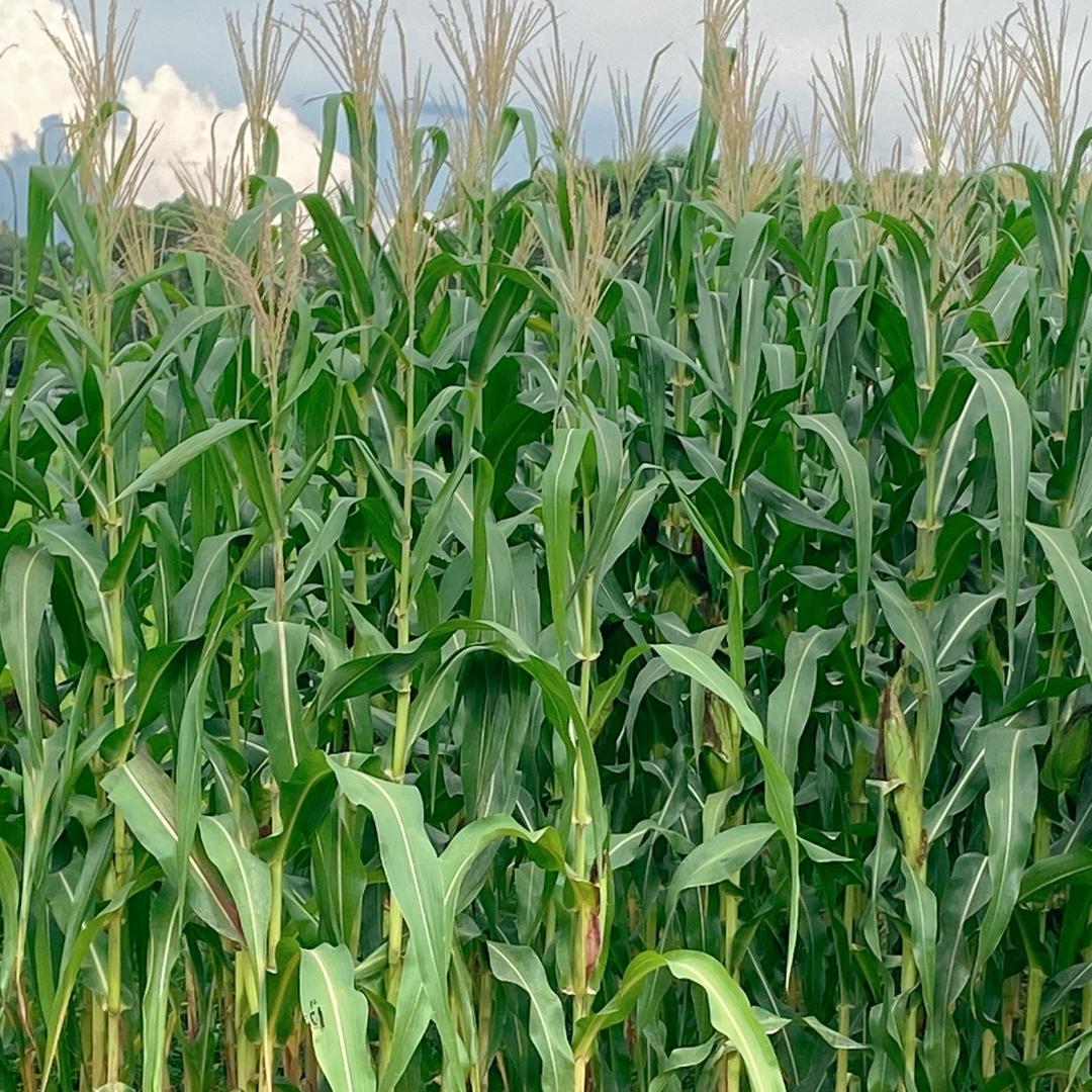 我还是我🌹🌹