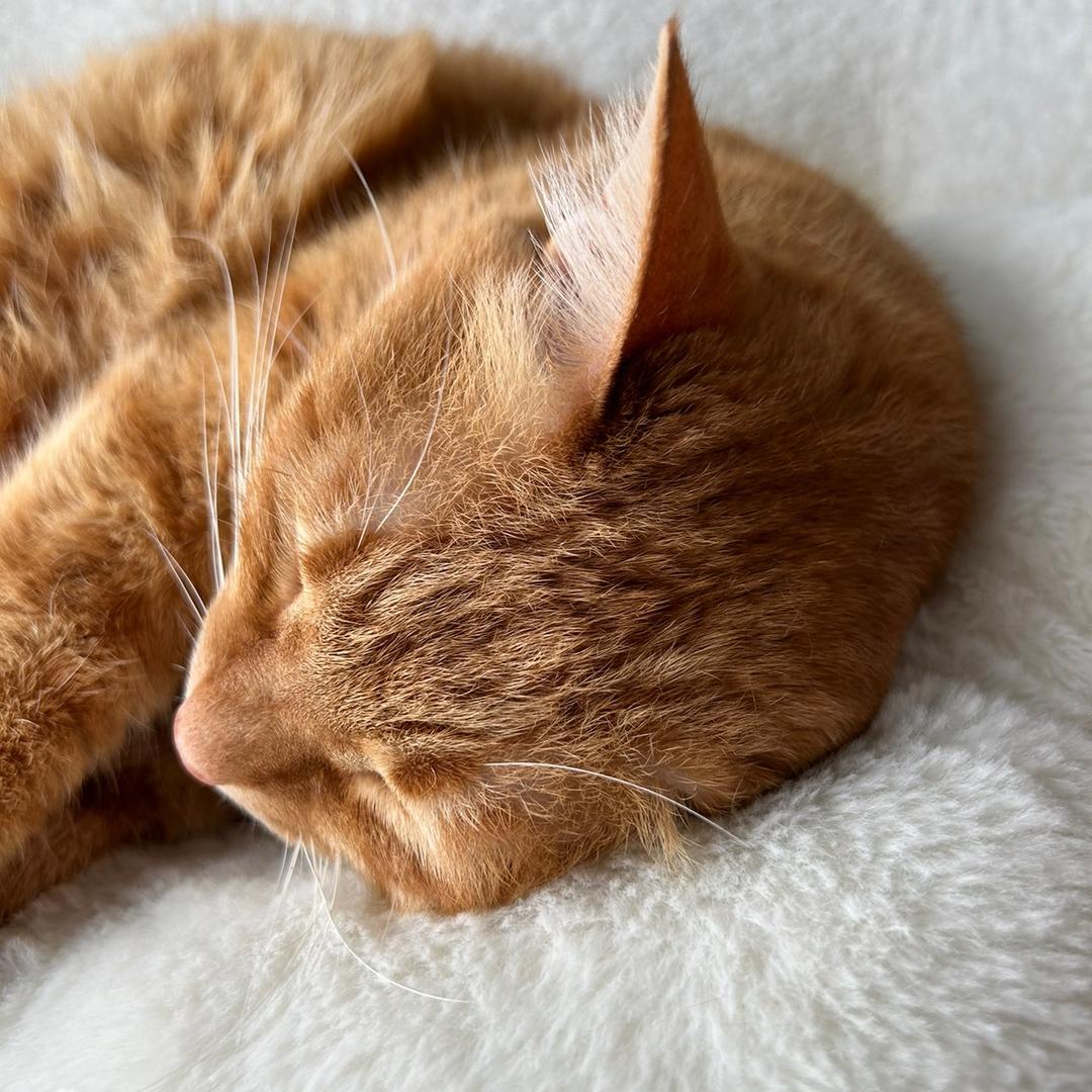 黄米米猫猫