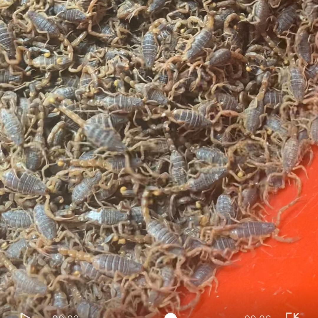 蝎子养殖丽丽