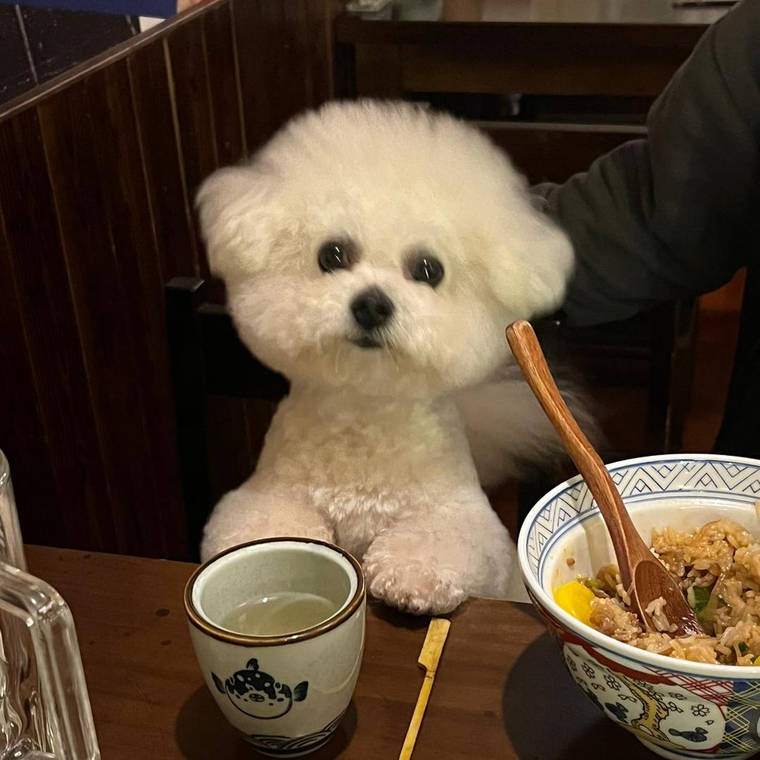Tuant宠物衣橱