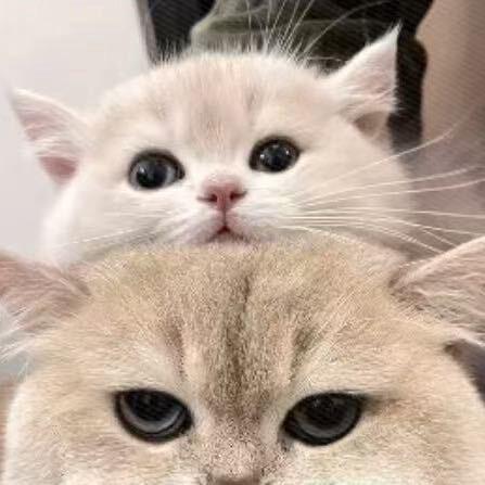 她喜欢吃蛋糕🍰