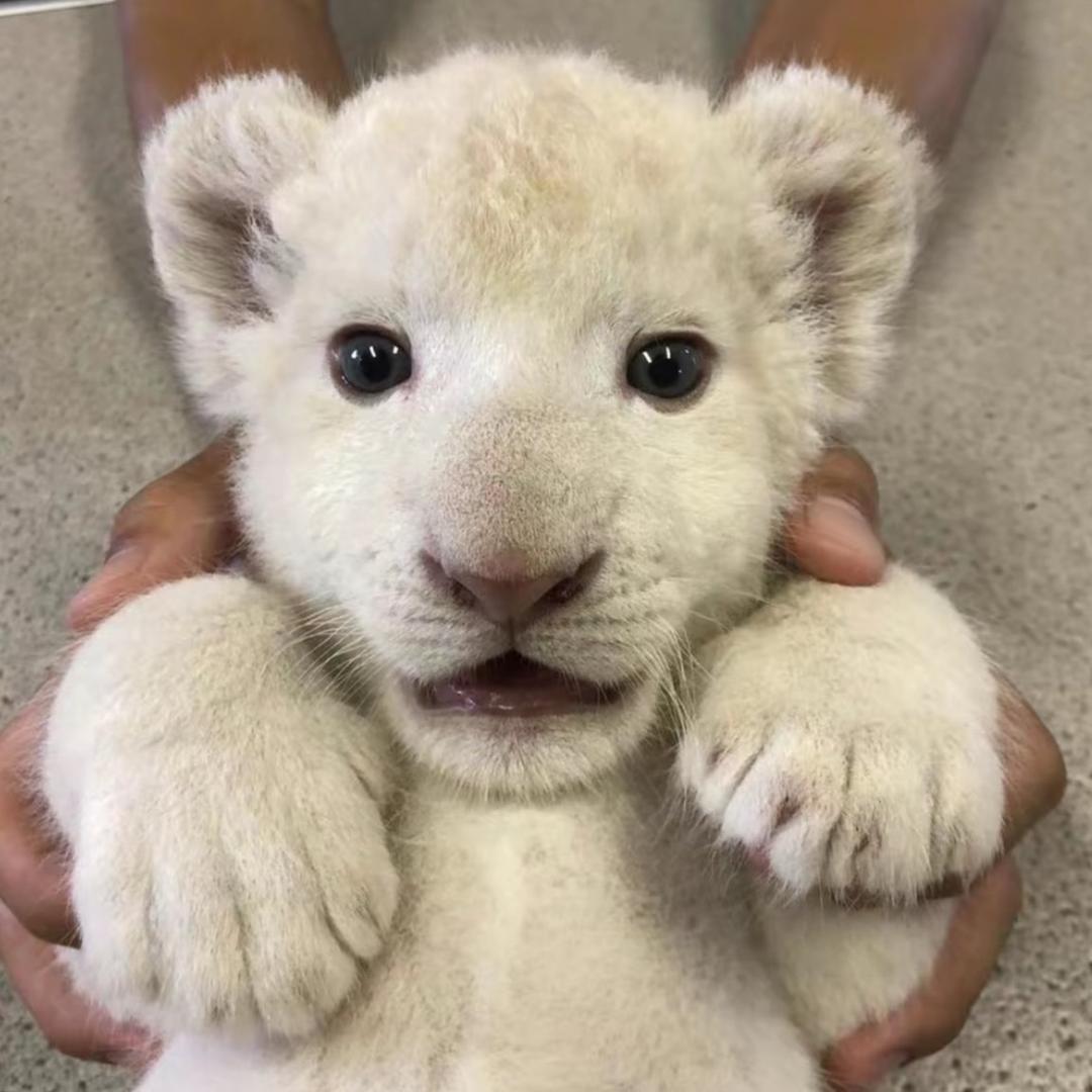 贵州最后的折耳根