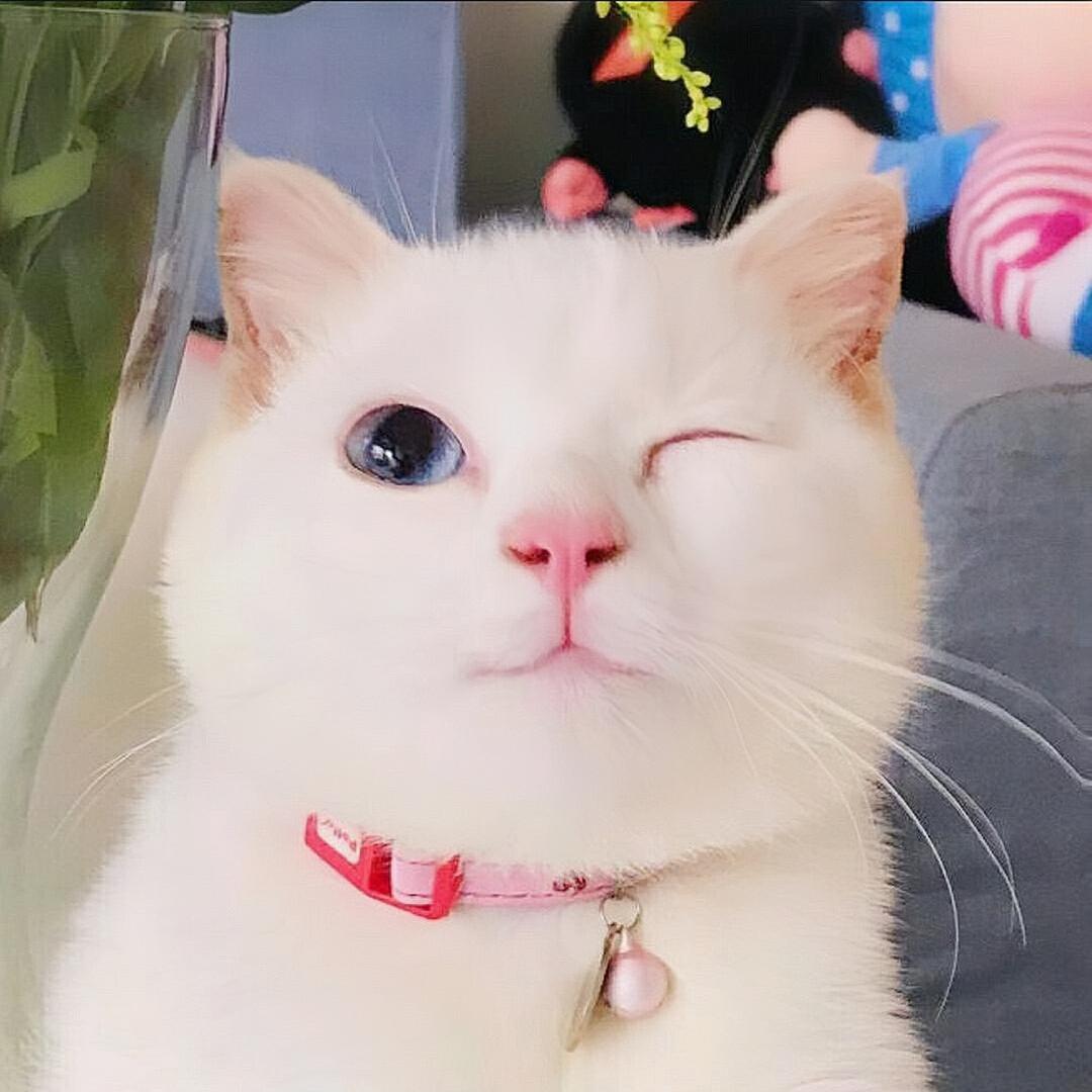 甜甜奶黄包