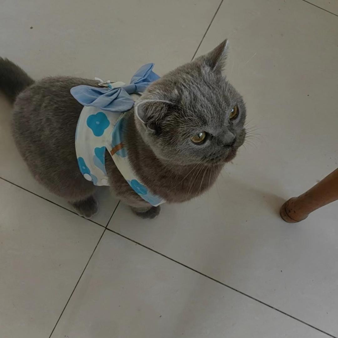 这只英短蓝猫的名字叫李北北