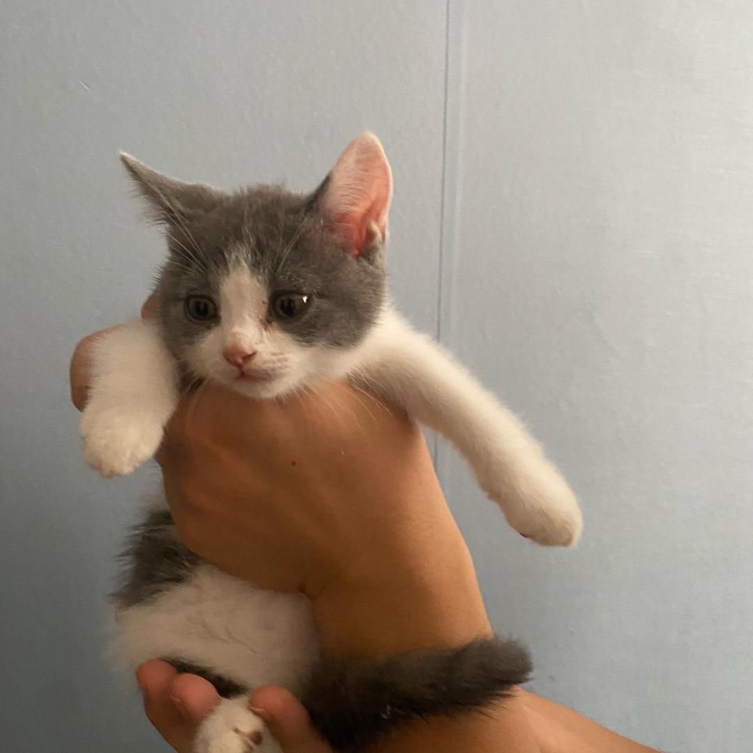 食物链专场×汤圆萌宠