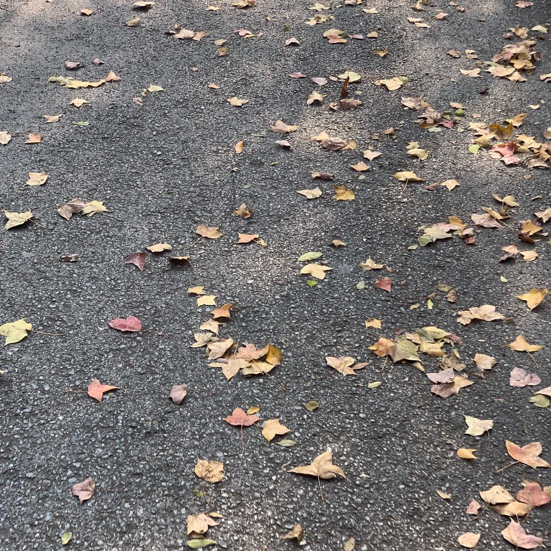 糖醋鱼