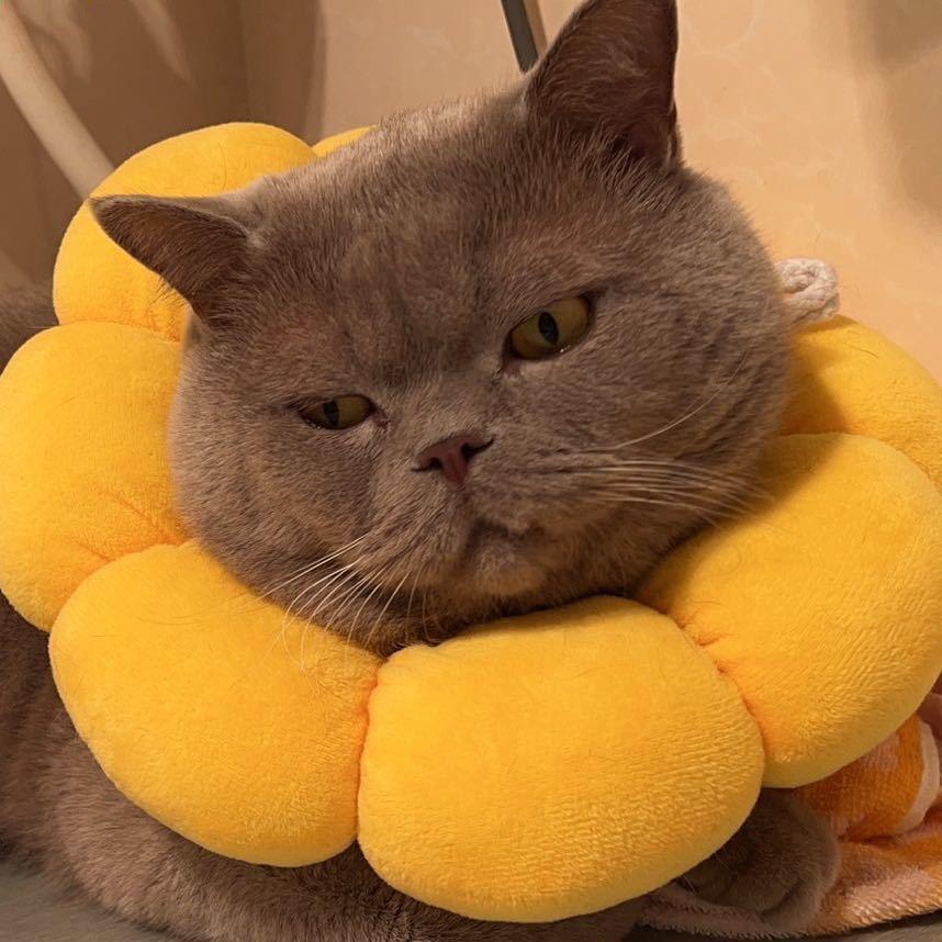 球球是只猫🐱