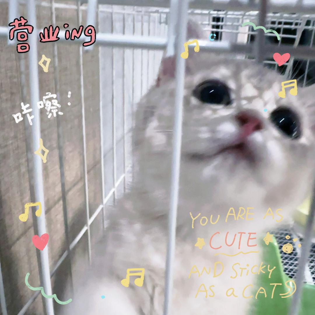 Meco（六周年有🎫版）