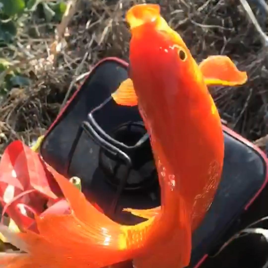 江小海爱钓鱼