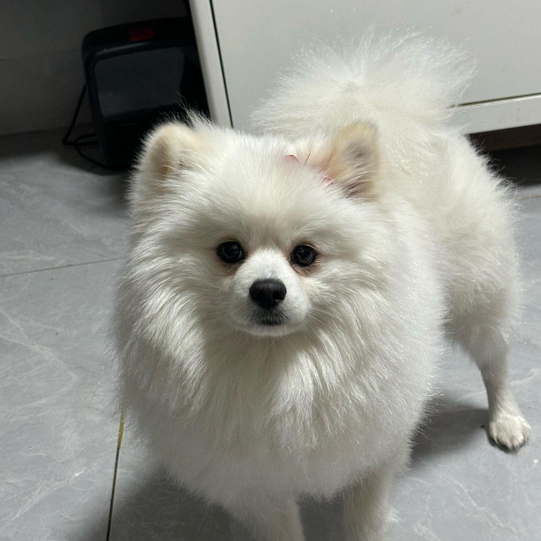 AAAA彪子二手车行邓哥