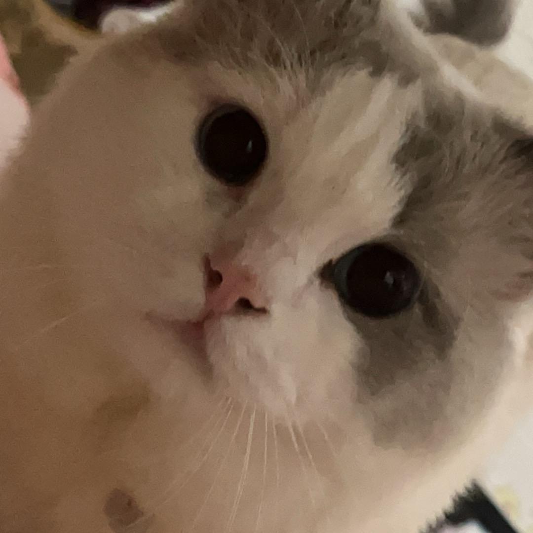 死了老公的年轻寡妇