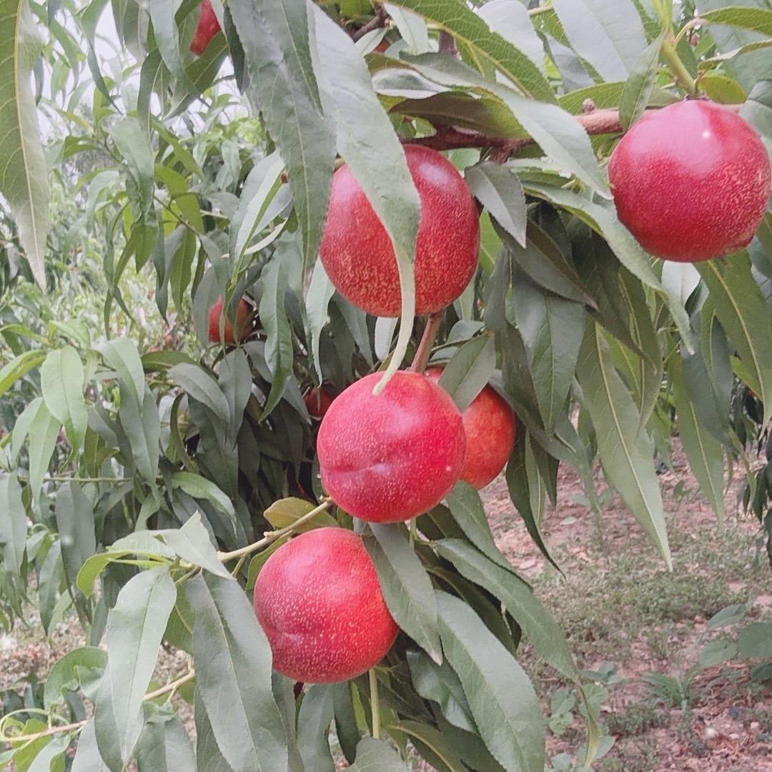 浮来山桃园采摘