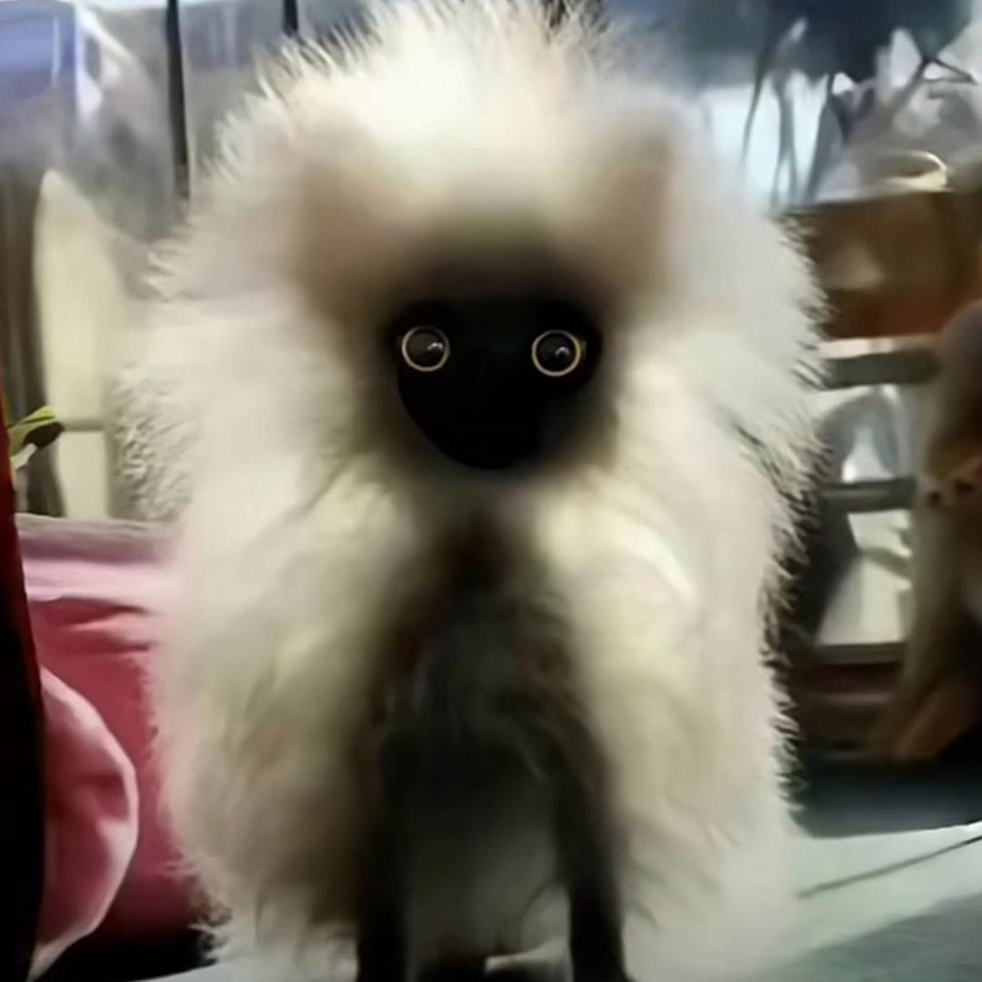 冲浪🏄‍♀️傻大猫¹ ² ⁵ ✨