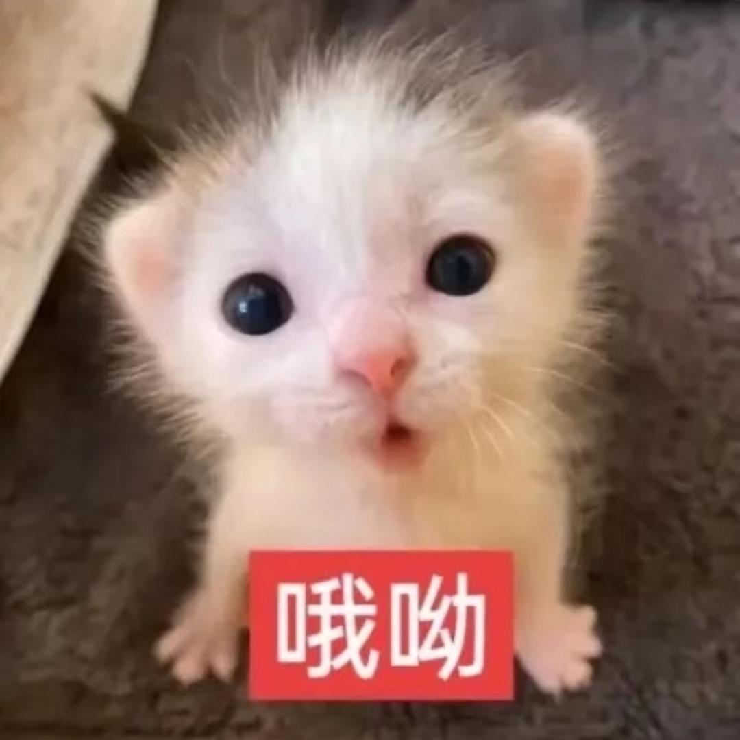 小蒽大王nb666