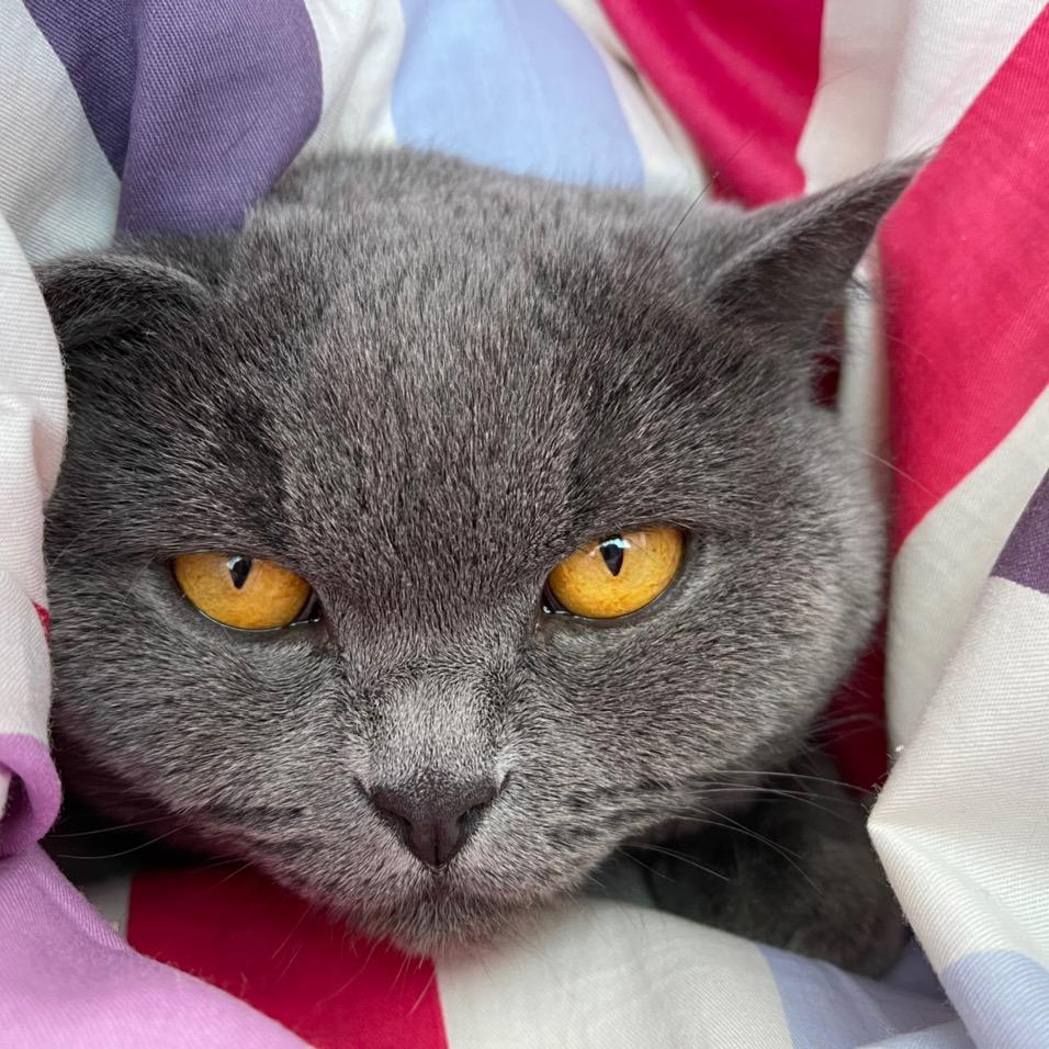 喵喵喵🐱