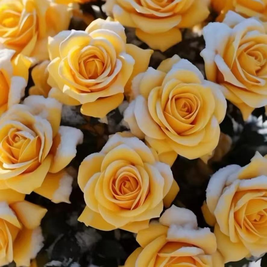 🦋ꦿ໊余生᭄🕊随心᭄ꦿᩚ٭