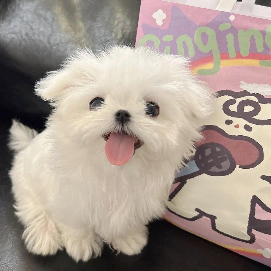 孟嘉好物
