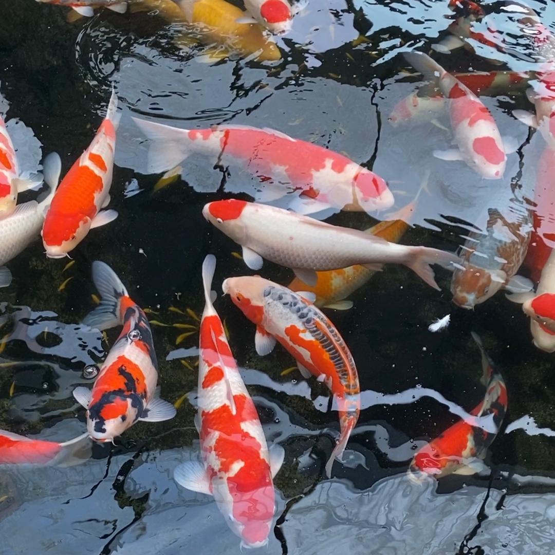 seepfillper西普鱼池过滤