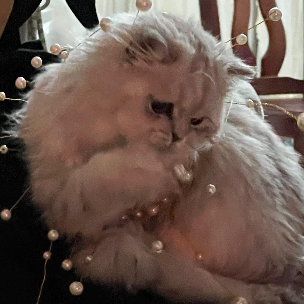 12只喵🐱