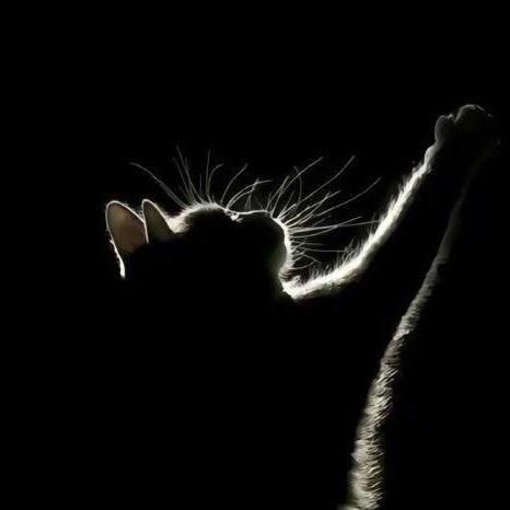 飞天猫