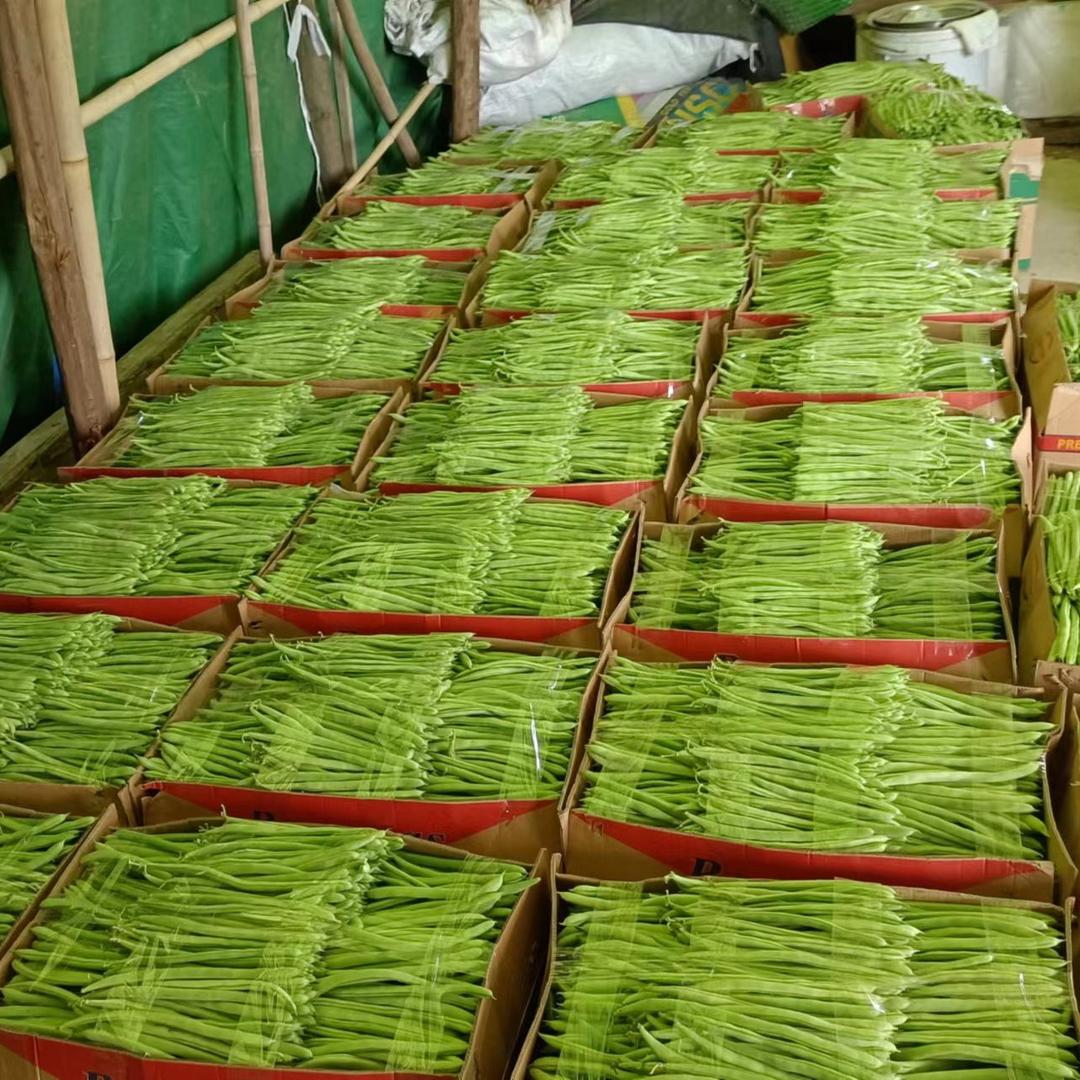 蔬菜搬运工