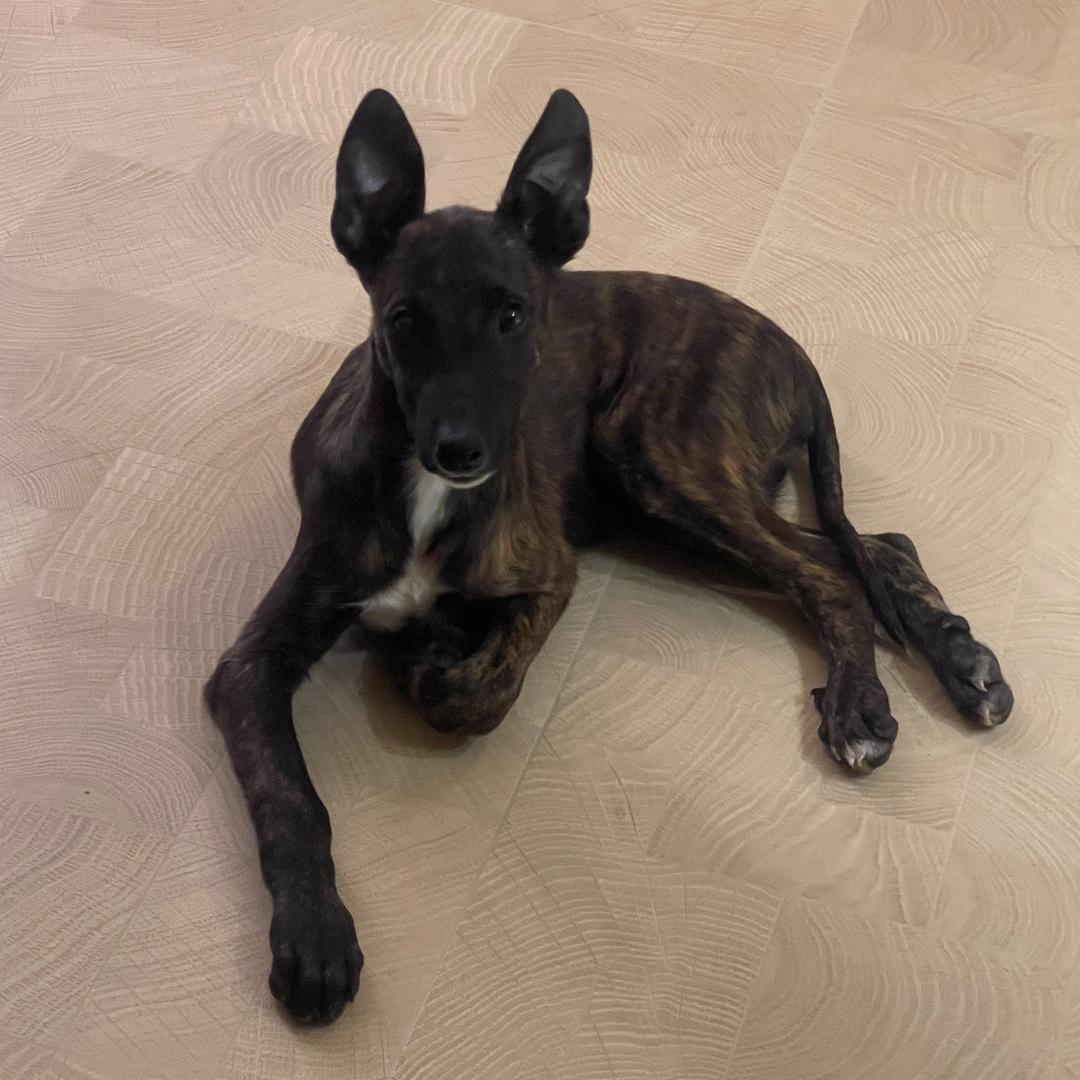 嘉园的绣球和狗