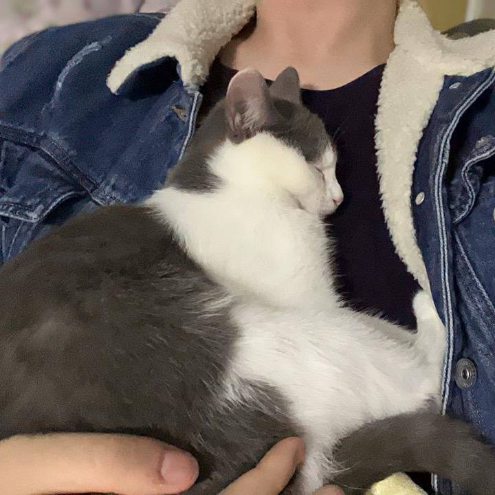 三只小猪