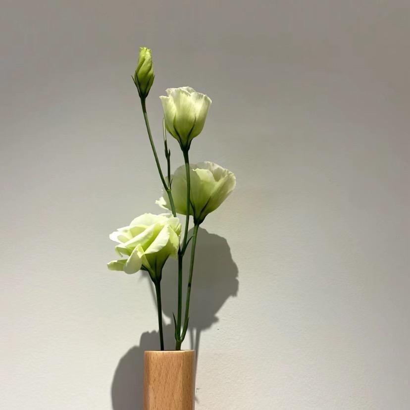 芫荽🌿公主👸