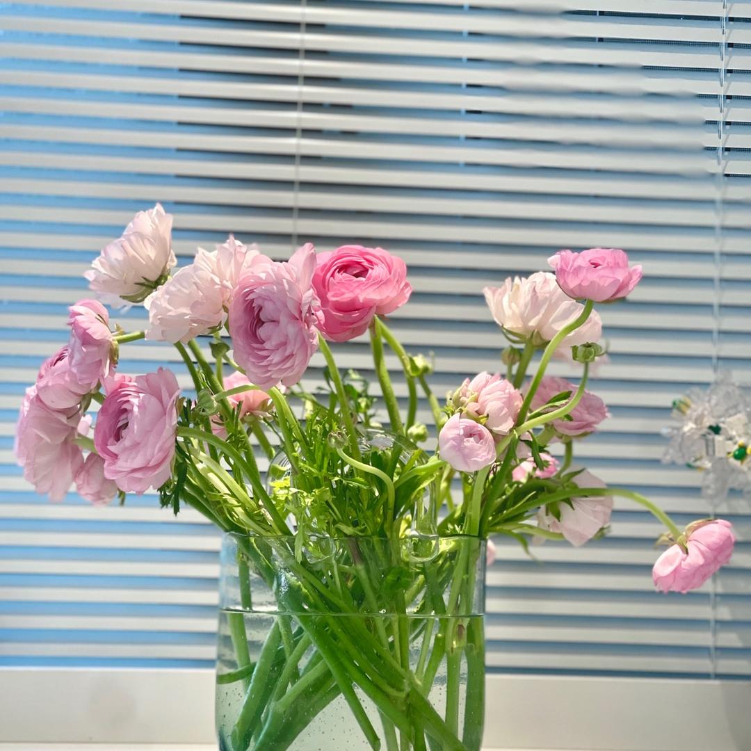 菜菜发