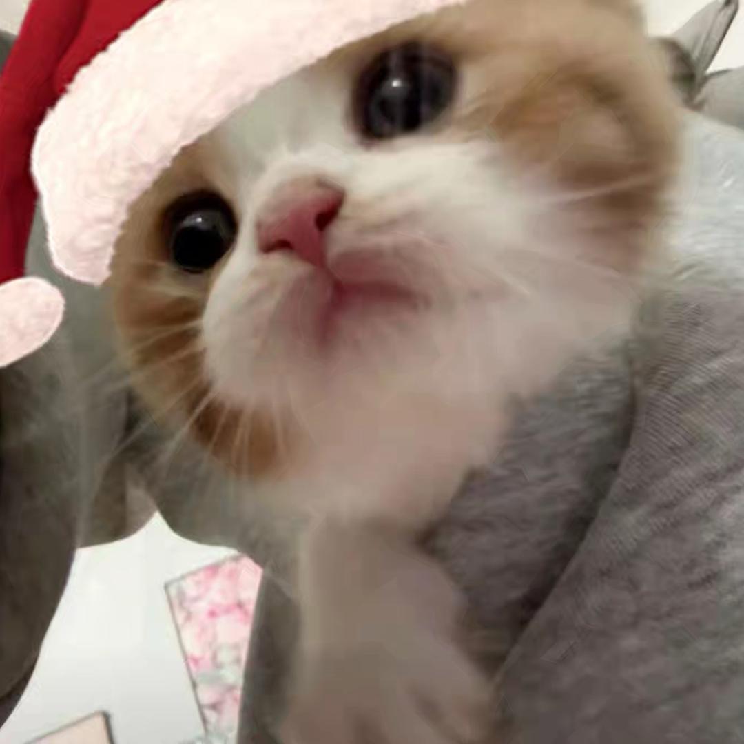 小猫咪为什么这么可爱