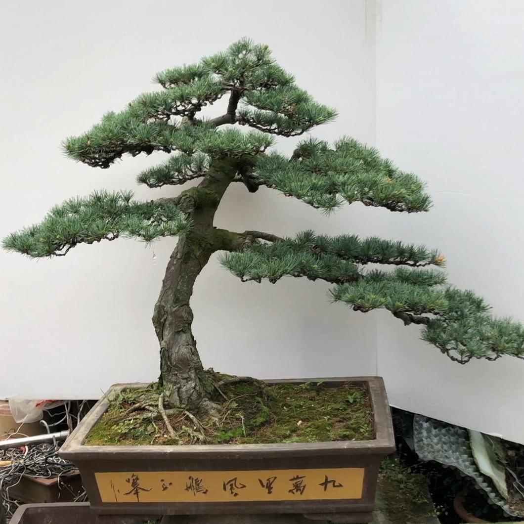 浙江黄杨基地直销