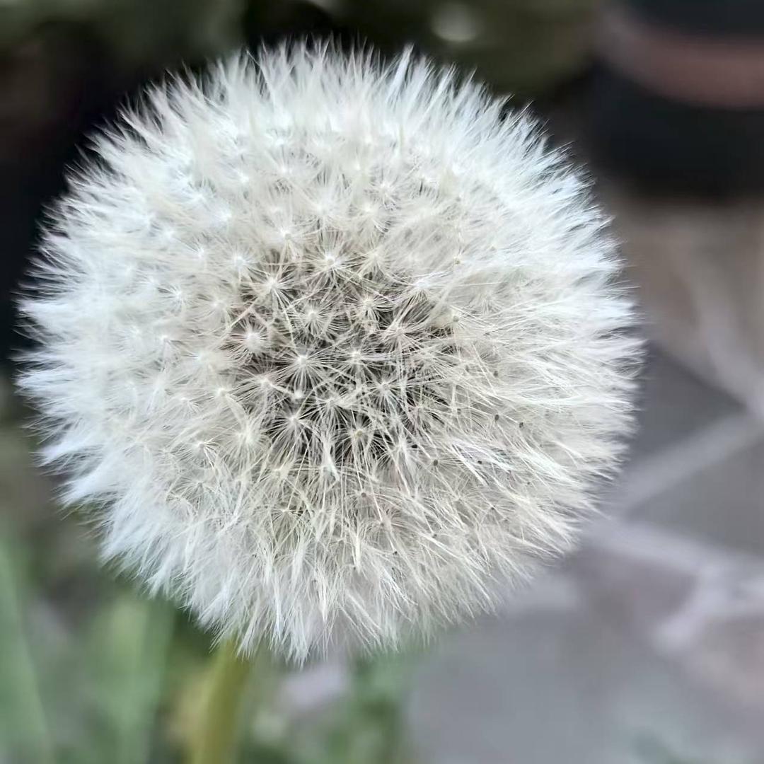 古方-验方-苗方