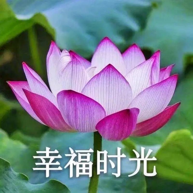 迪迪的