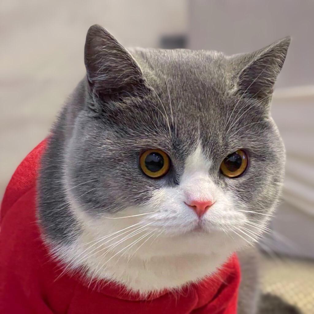 明哥家的猫