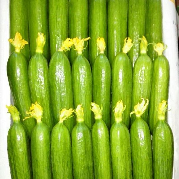 寿光市玉春果蔬